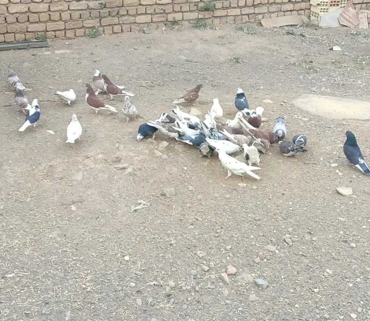 کفتر|پرنده|سلفچگان, |دیوار