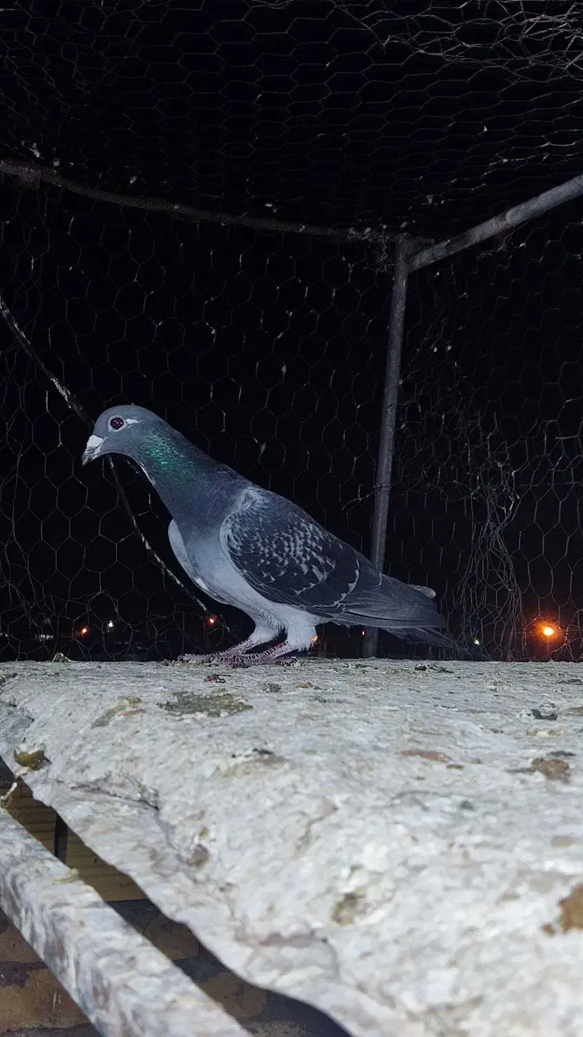 فروش دسته سبز و پولک سار|پرنده|گناباد, |دیوار