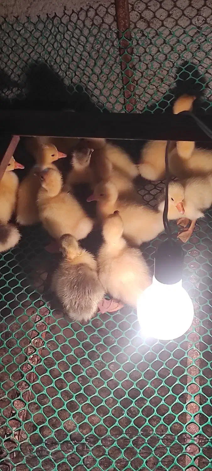 جوجه قو غاز لیندا|حیوانات مزرعه|بهشهر, |دیوار