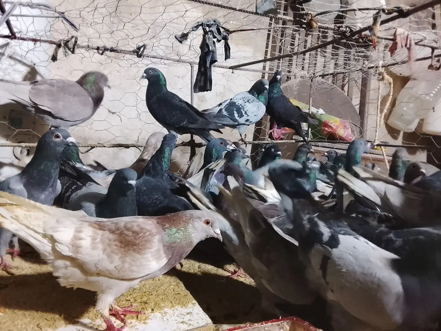 کبوتر. پلاکی|پرنده|سوق, |دیوار