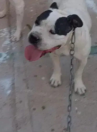 امریکن پیت بول ماده نزدیک فحل یا معاوضه...|سگ|شیراز, شاپورجان|دیوار