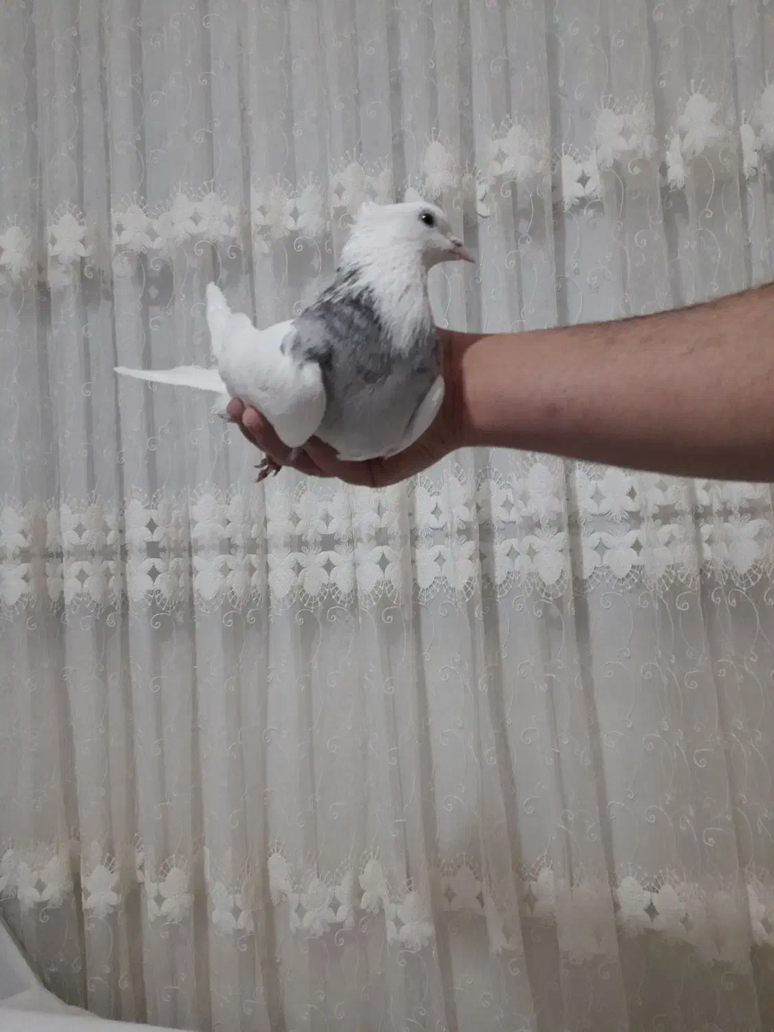 کبوتر|پرنده|کرمانشاه, |دیوار