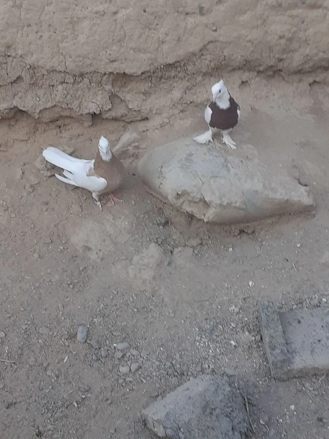 کبوترطوقی|پرنده|خاش, |دیوار