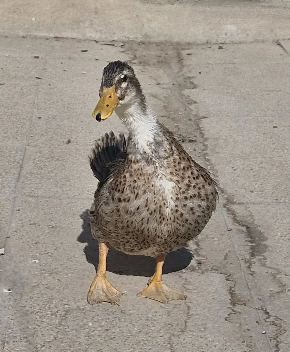 اردک جوان زیبا و سالم|حیوانات مزرعه|خمینیشهر, |دیوار