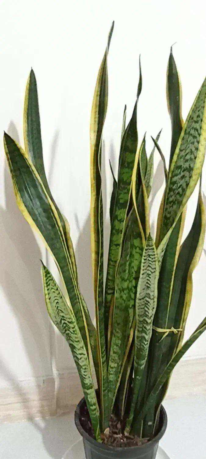 گل سانسوریا پر غلاف و پر پاجوش|گل و گیاه طبیعی|تربت جام, مطهری|دیوار