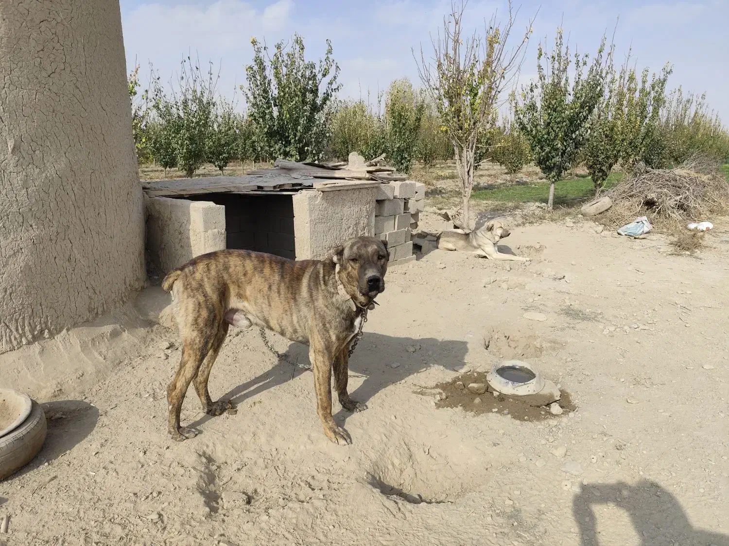 سگ نگهبان با نژاد دار|سگ|گلبهار, نوبهار|دیوار