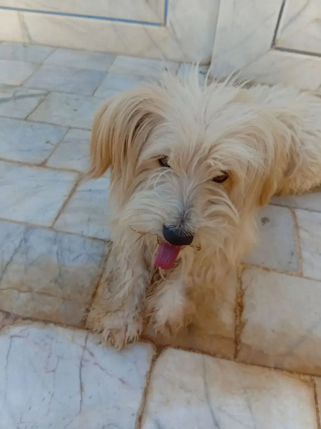 فروش قیمت ۲ ملیون تومان با تخفیف|سگ|کشکوئیه, |دیوار