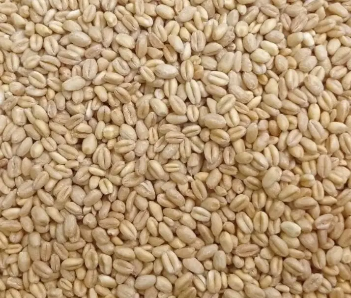 گندم|لوازم جانبی حیوانات|تایباد, |دیوار