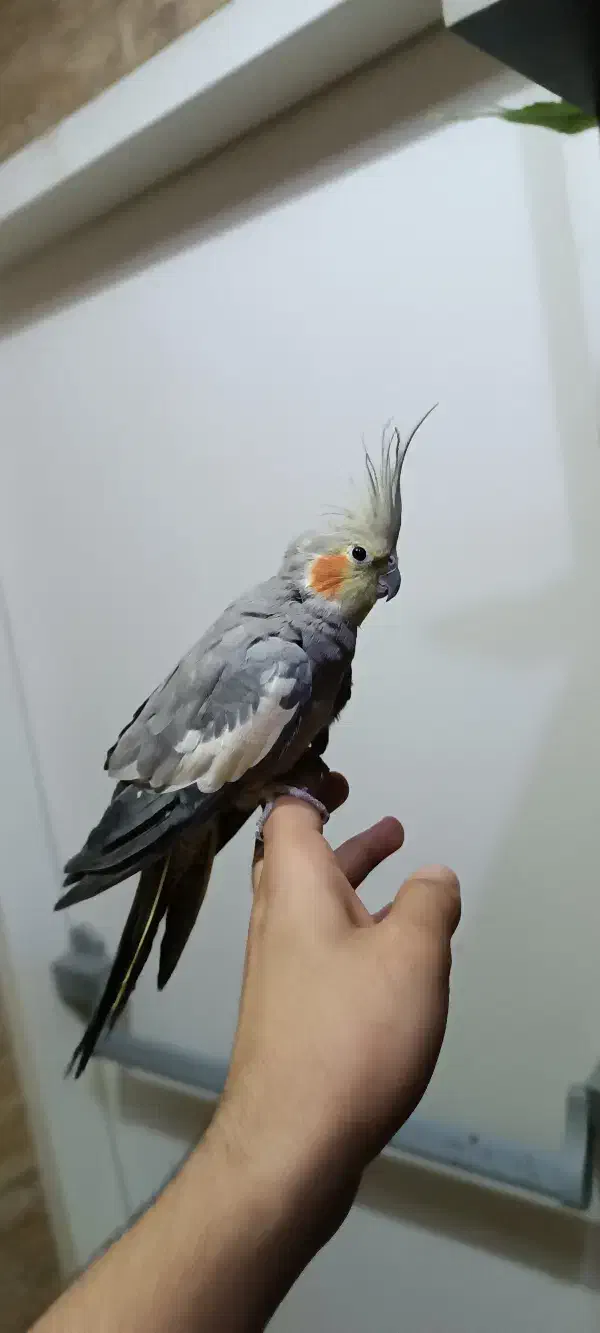 عروس هلندی ماده|پرنده|اهواز, کمپلو شمالی|دیوار