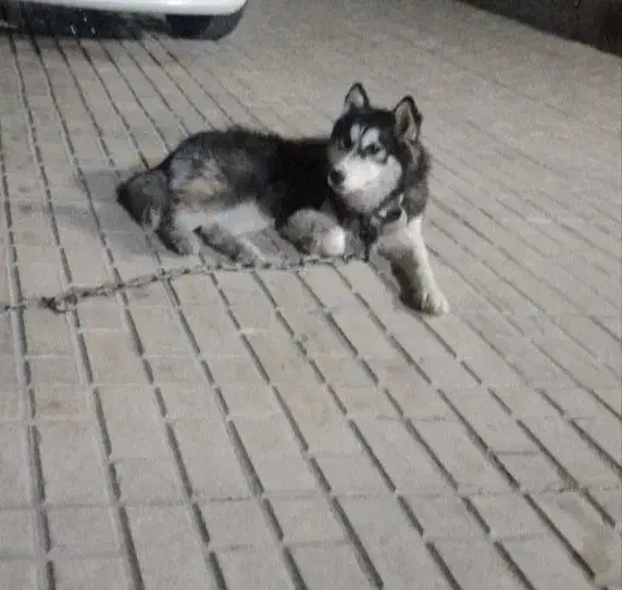 توله سگ هاسکی|سگ|تهران, مسعودیه|دیوار