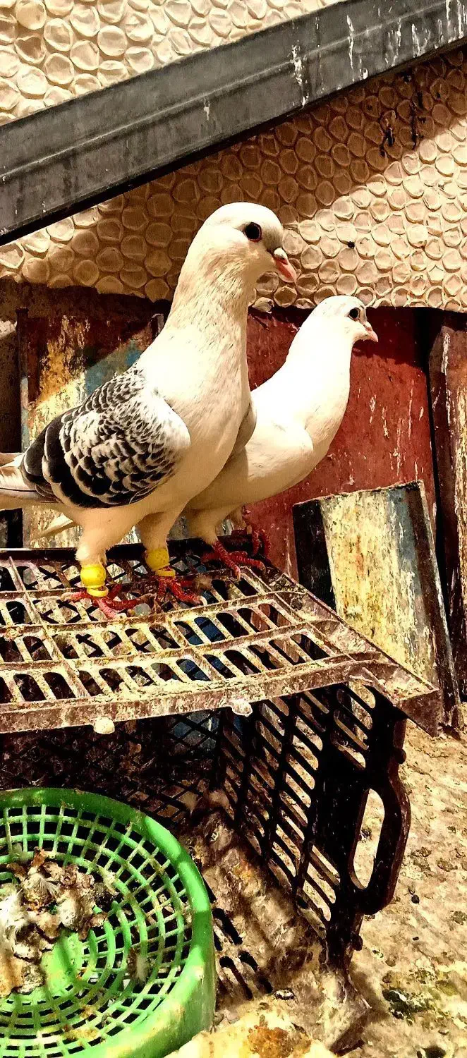 رنگه|پرنده|پائین جام, |دیوار