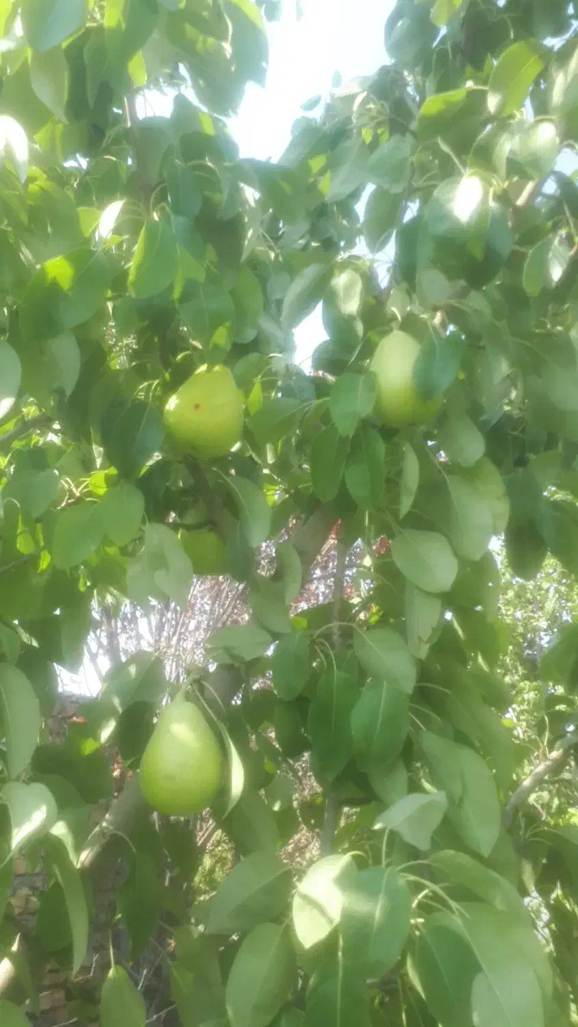 باغ گل محمدی و درختان میوه|فروش دفتر صنعتی، کشاورزی، تجاری|برزک, |دیوار