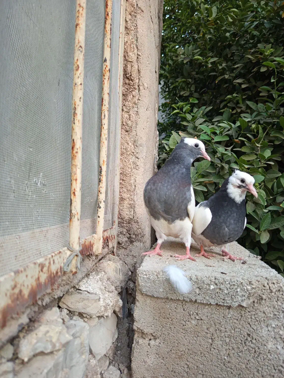 کبوتر طوق|پرنده|شیراز, محمدیه|دیوار