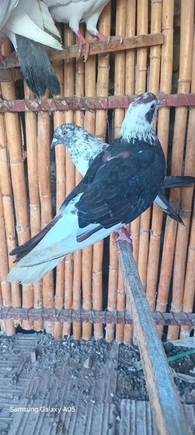 ماده افشان رنگی|پرنده|بندر ترکمن, |دیوار