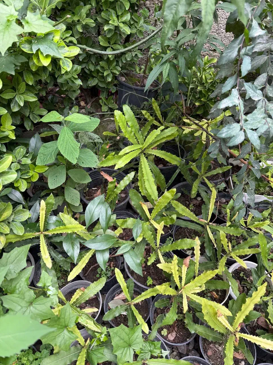 نهال فندق استرالیایی ماکادمیا|گل و گیاه طبیعی|رامسر, |دیوار