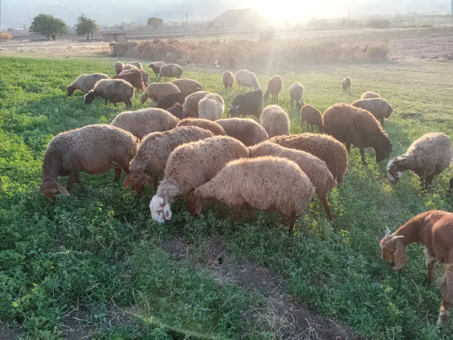 میش و بره|حیوانات مزرعه|دینور, |دیوار
