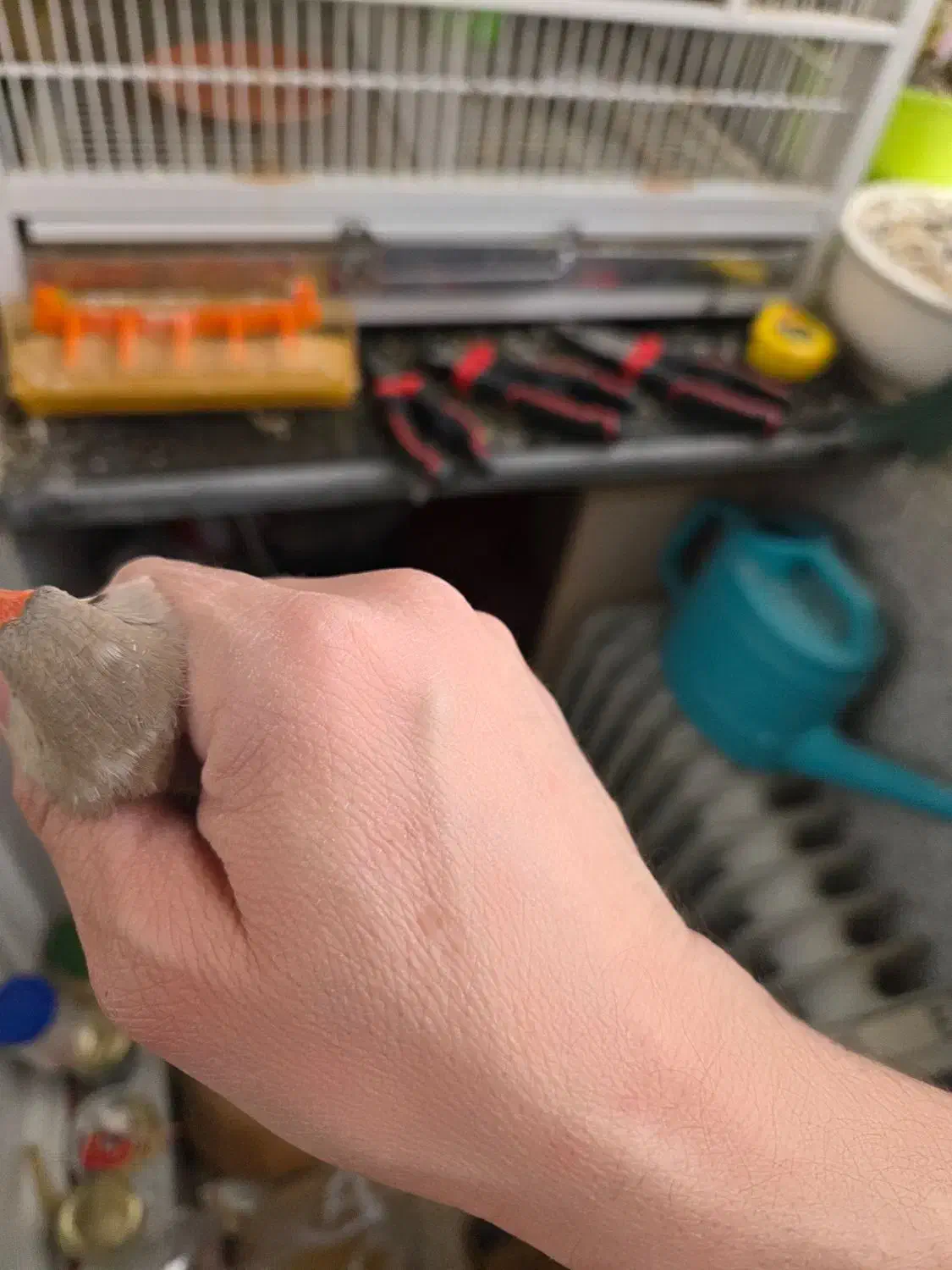 ماده انگلیسی اخمو نژاد دار|پرنده|تهران, سردارجنگل|دیوار