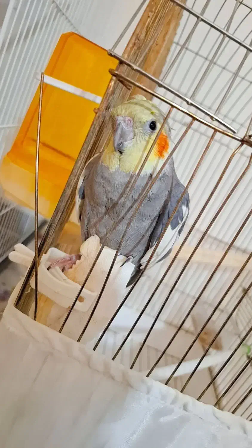 عروس هلندی سینامون|پرنده|تهران, هفده شهریور|دیوار