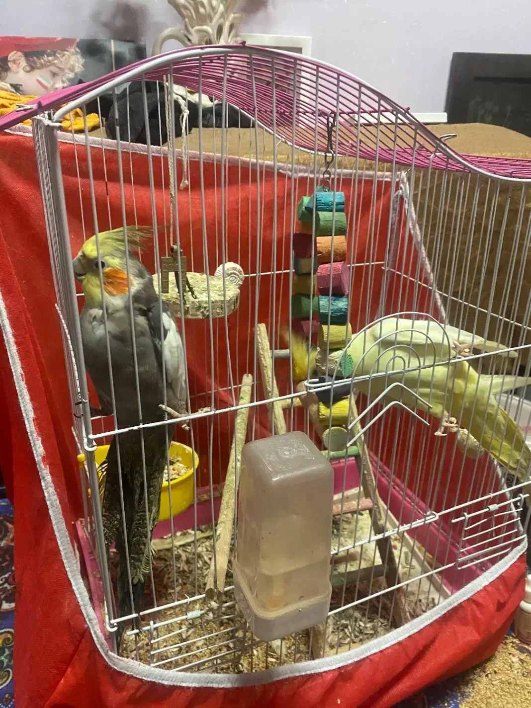 عروس هلندی نر و ماده|پرنده|رضوانشهر, |دیوار