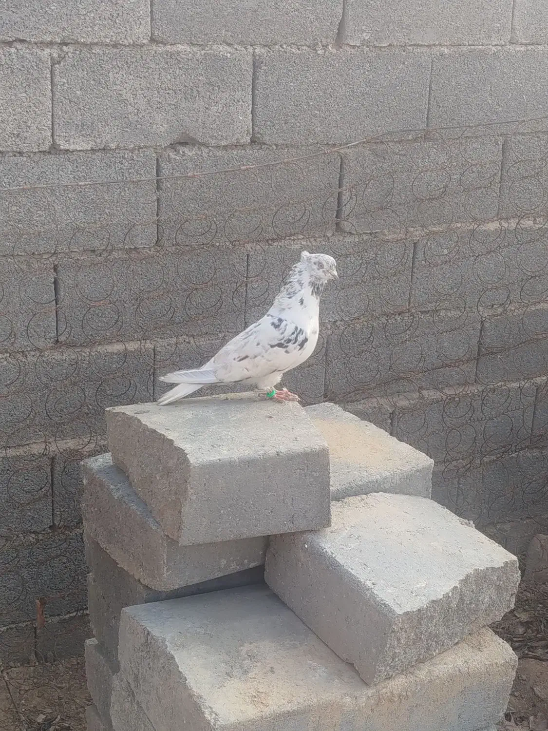کبوتر سالم پرشی به شرت|پرنده|دوتپه, |دیوار