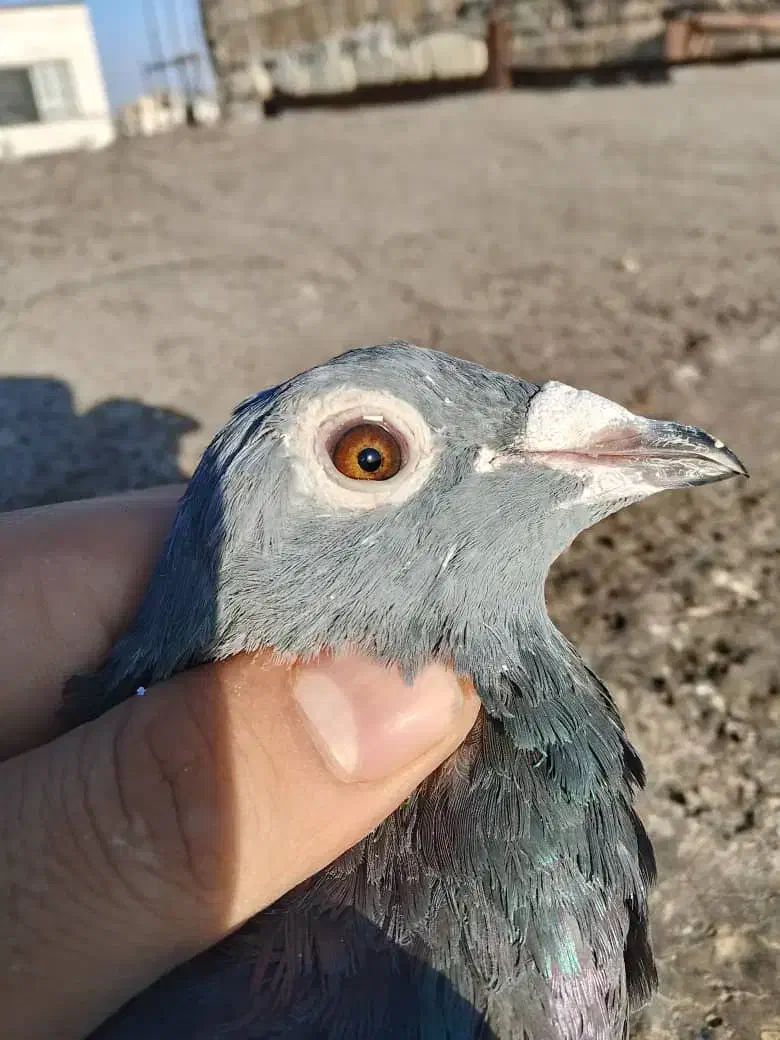 اردن مسافتی پلاکی|پرنده|چناران, |دیوار