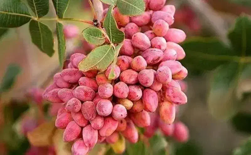 پسته فندوقی امسال اعلا|حراج|کرمان, |دیوار