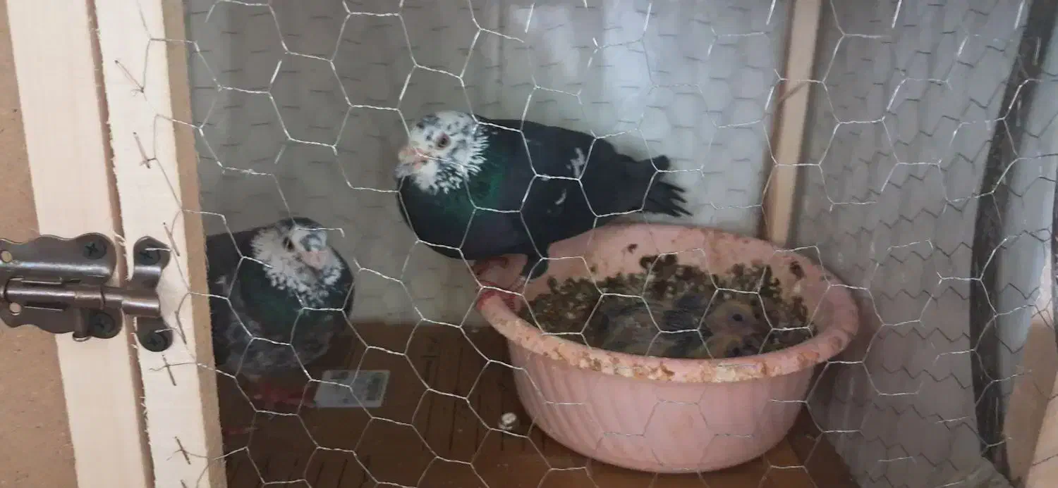 کفتر جفتگاه قفس جفتگاه|پرنده|مشهد, هدایت|دیوار