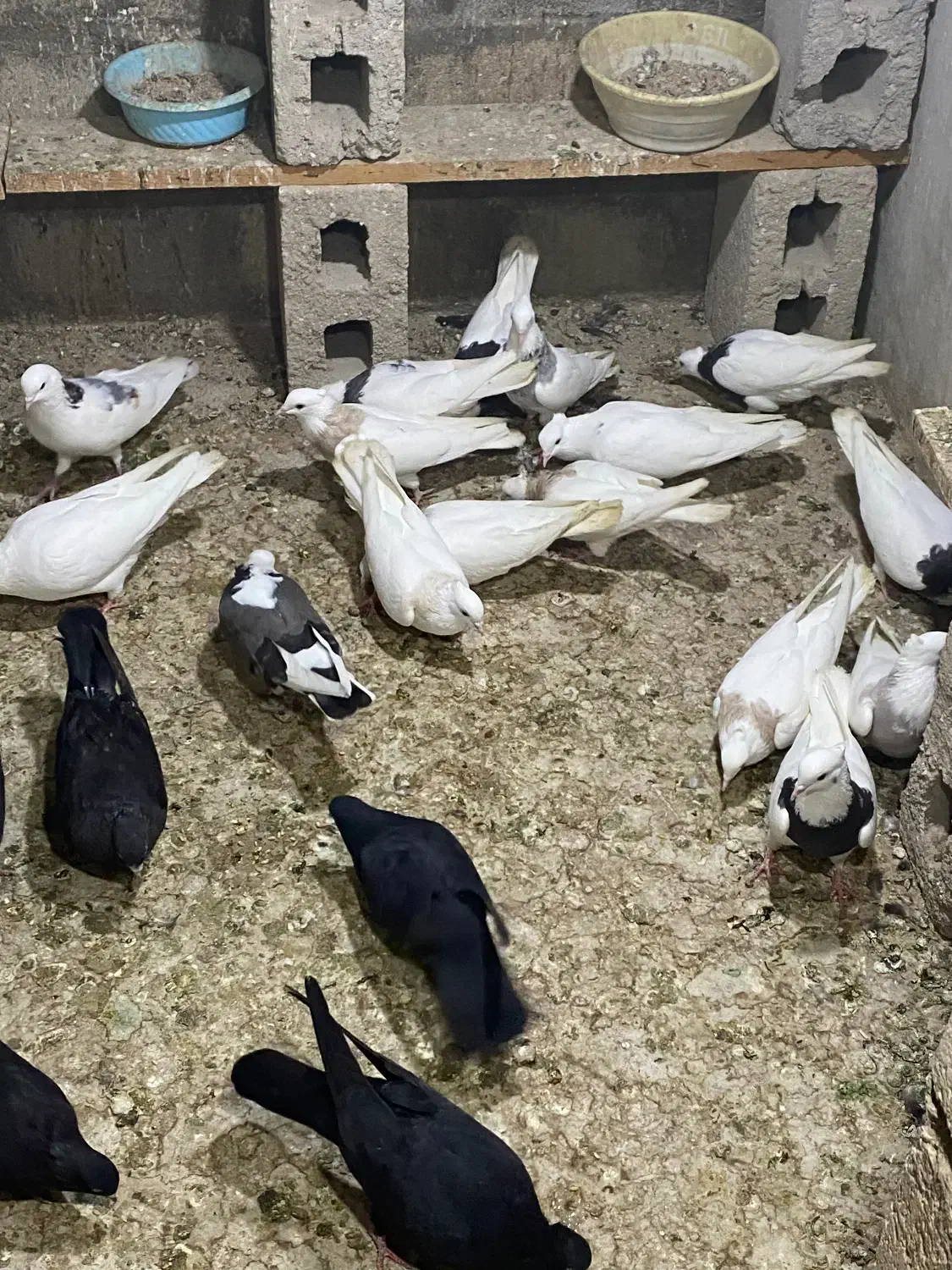 کبوتر|پرنده|قشم, |دیوار