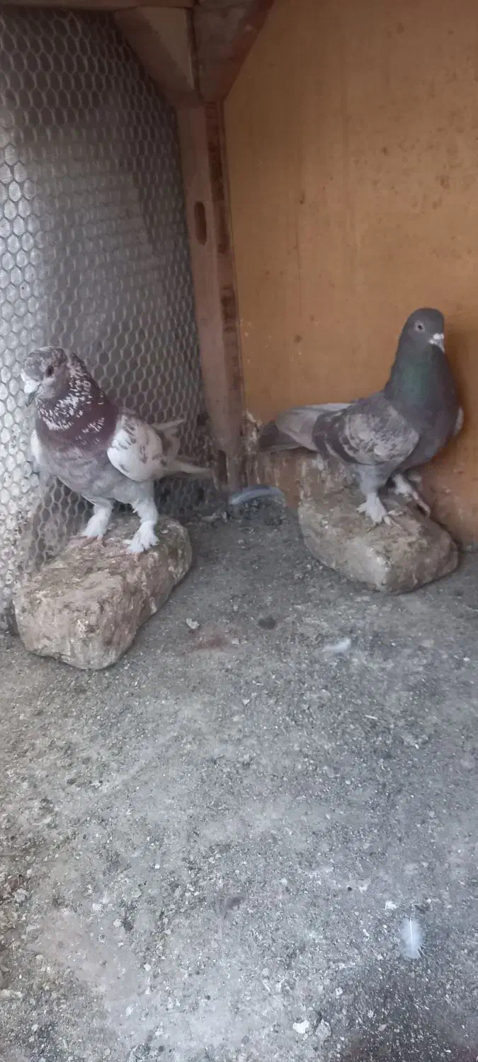 گرگی|پرنده|قم, لسانی|دیوار