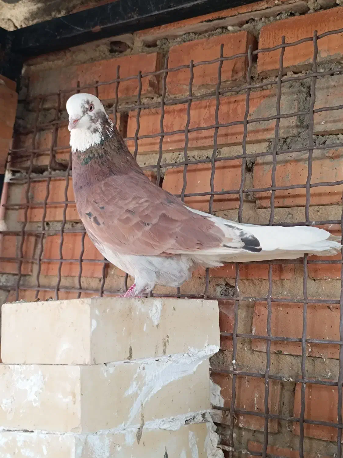 کفتر|پرنده|تهران, باغ خزانه|دیوار