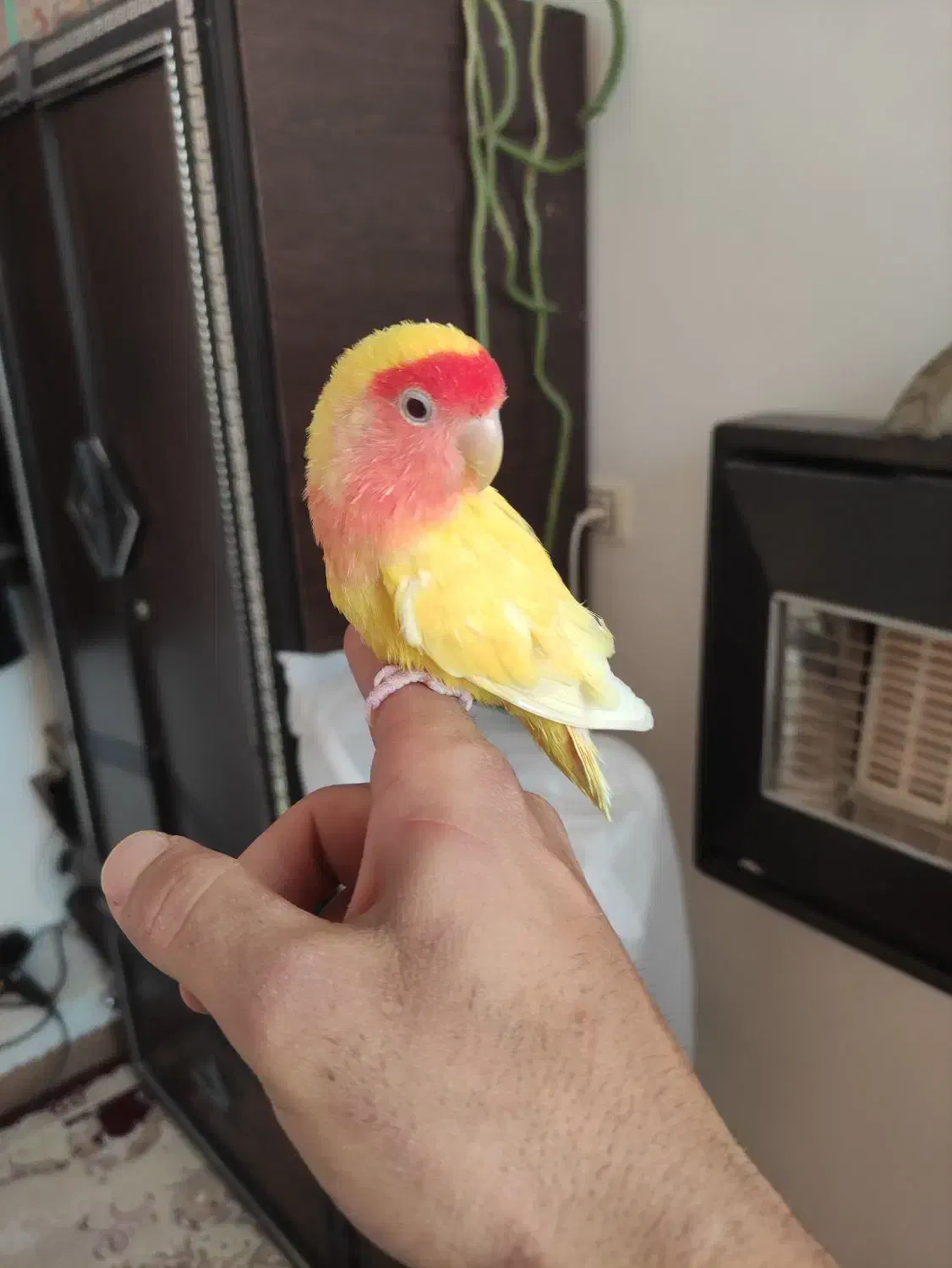 طوطی برزیلی|پرنده|کازرون, |دیوار