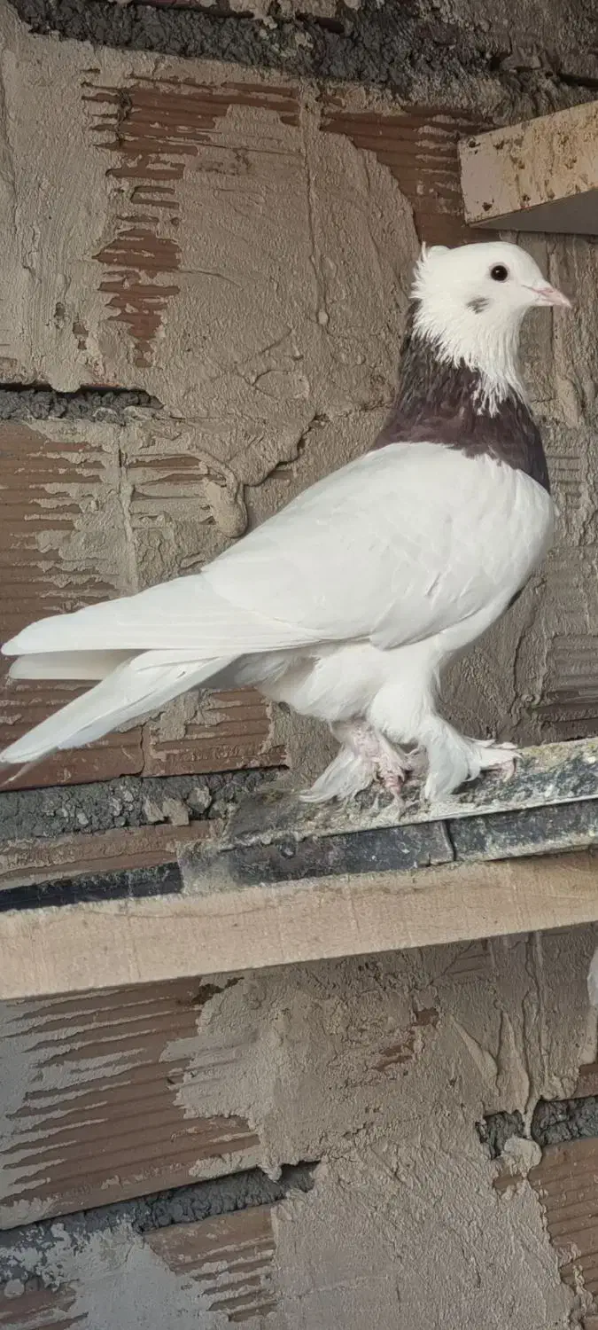 طوقی موش پا گمشده|پرنده|مرند, |دیوار