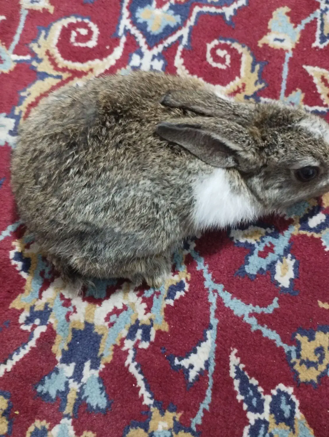 خرگوش|موش و خرگوش|کرمان, |دیوار