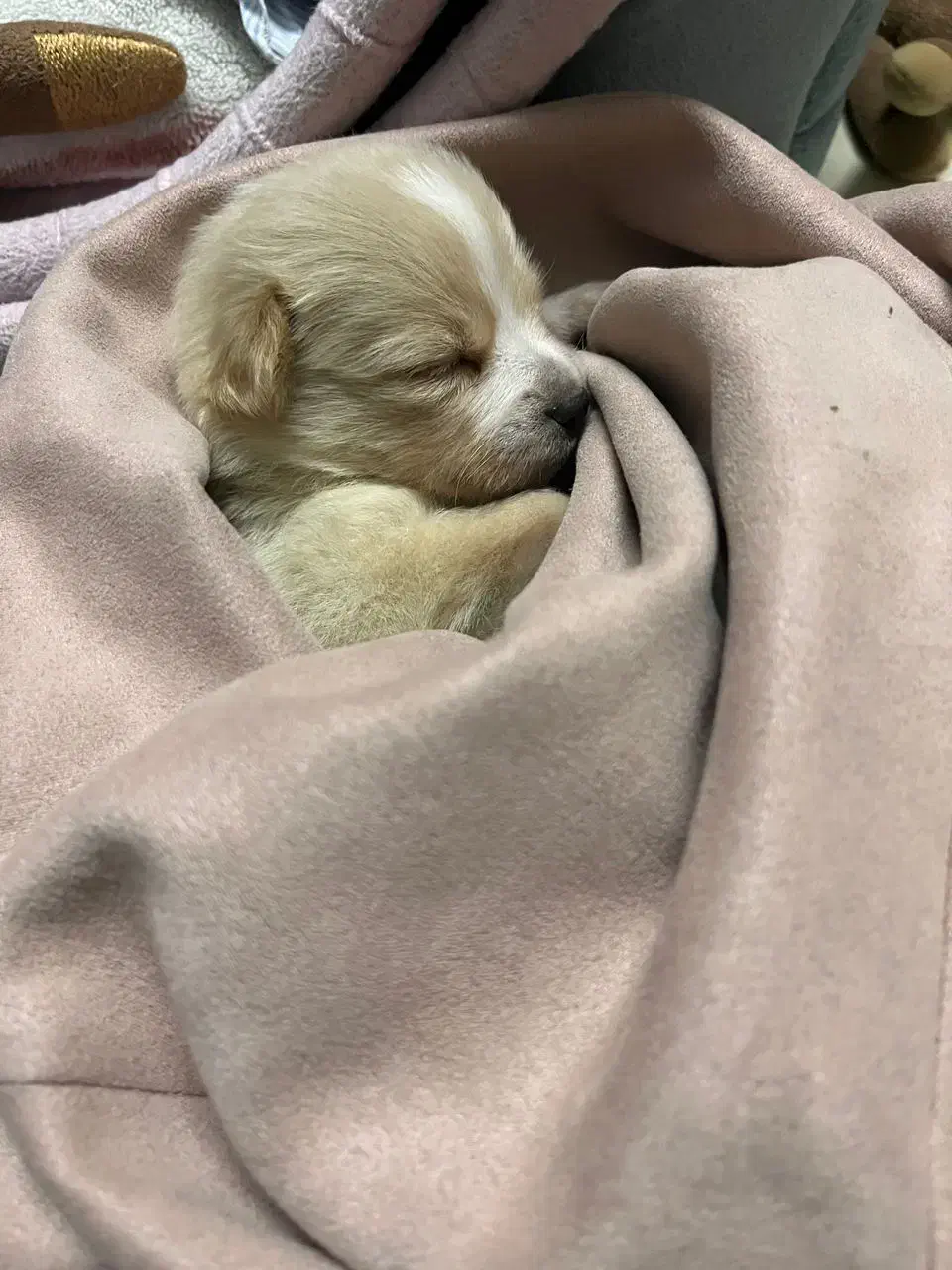 سگ اشپیتز|سگ|تهران, شهید اسدی|دیوار