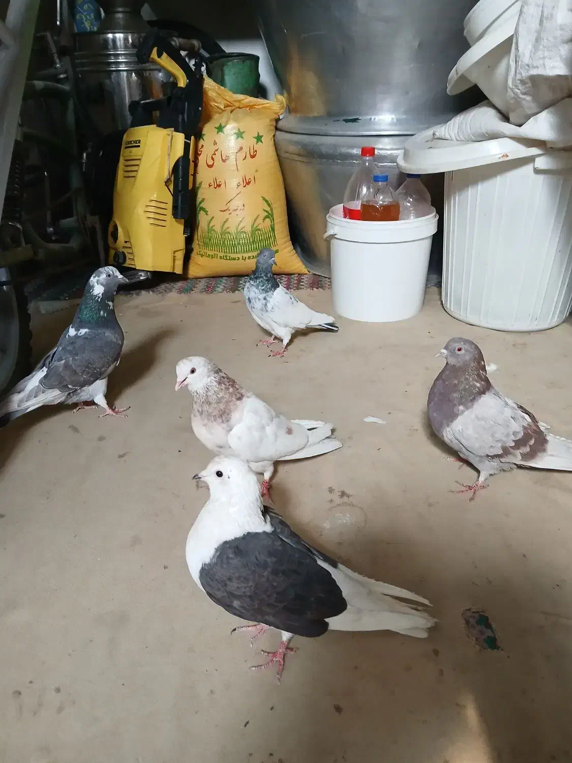 کبوتر|پرنده|پاکدشت, شهرک انقلاب|دیوار