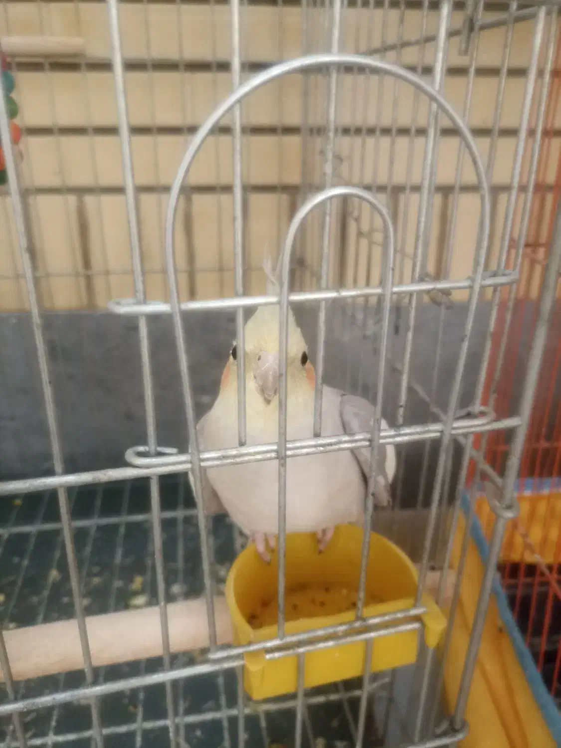 عروس هلندی|پرنده|شیراز, شریفآباد|دیوار