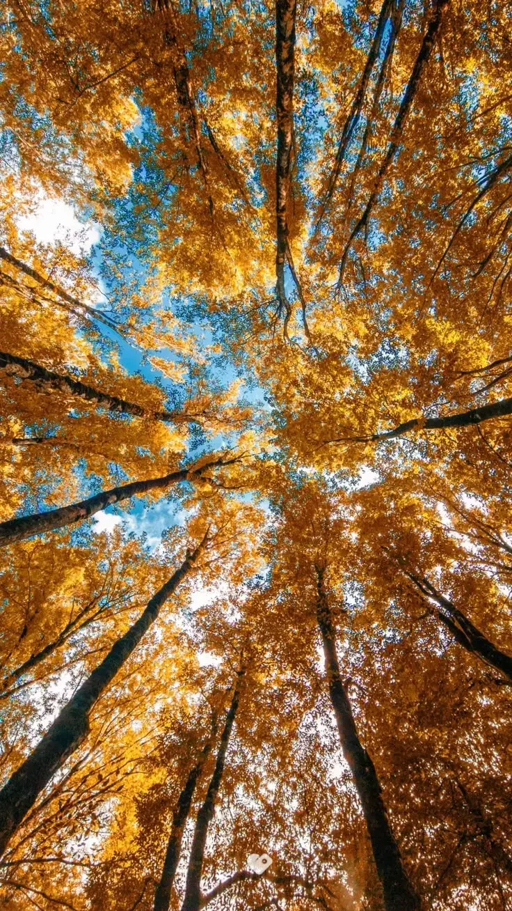 تور پاییزی دشتک ( ماسوله فارس)|تور و چارتر|شیراز, لاله|دیوار