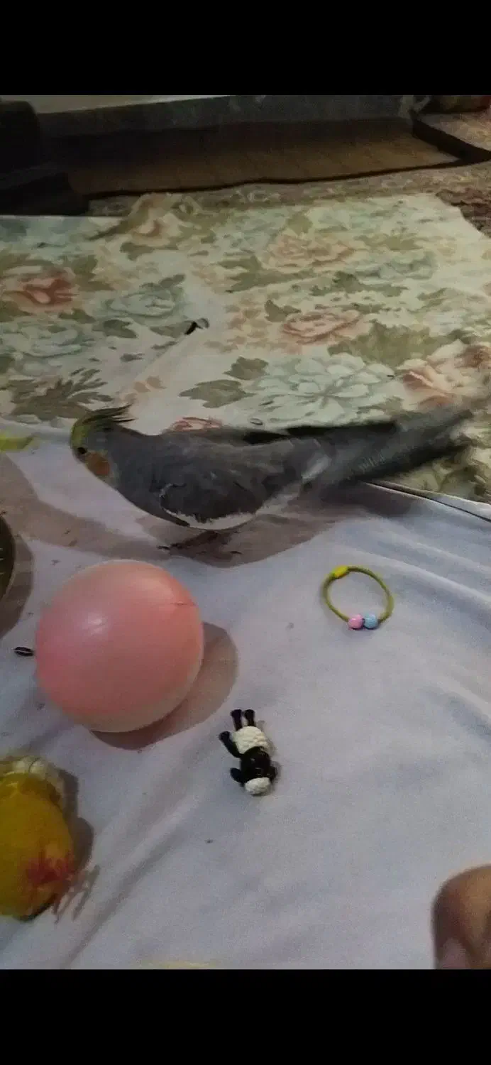 عروس هلندی گمشده|حیوانات|اراک, |دیوار