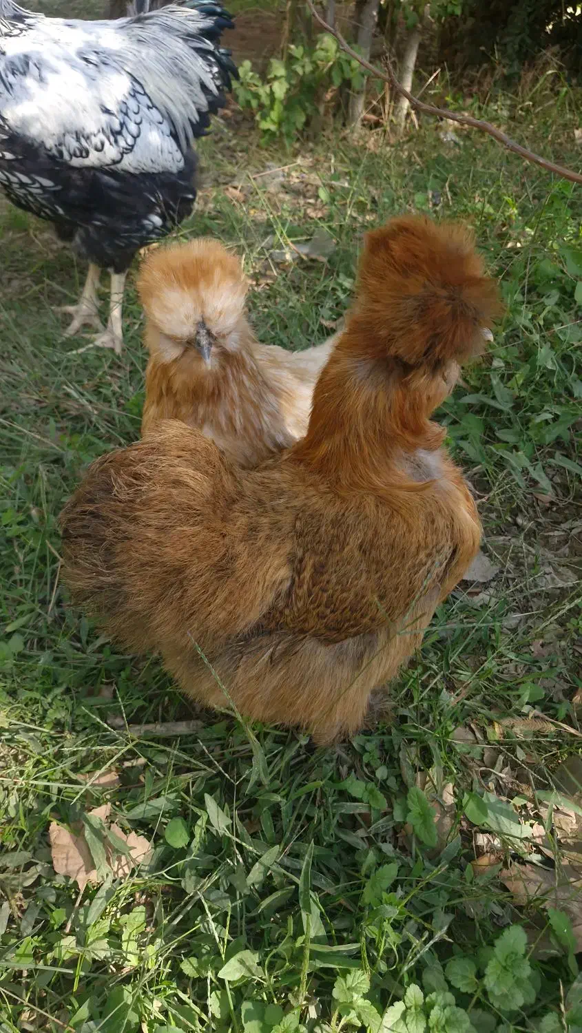 مرغ ابریشمی اصلی|حیوانات مزرعه|شهریار, شهریار|دیوار