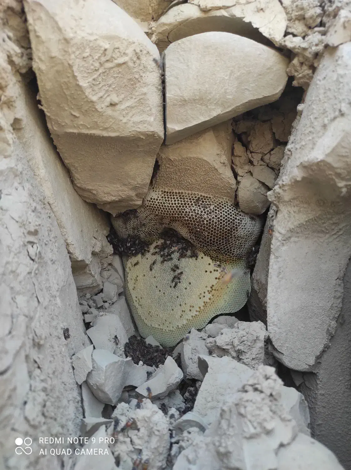 فروش عسل کوهی|خوردنی و آشامیدنی|فراشبند, |دیوار