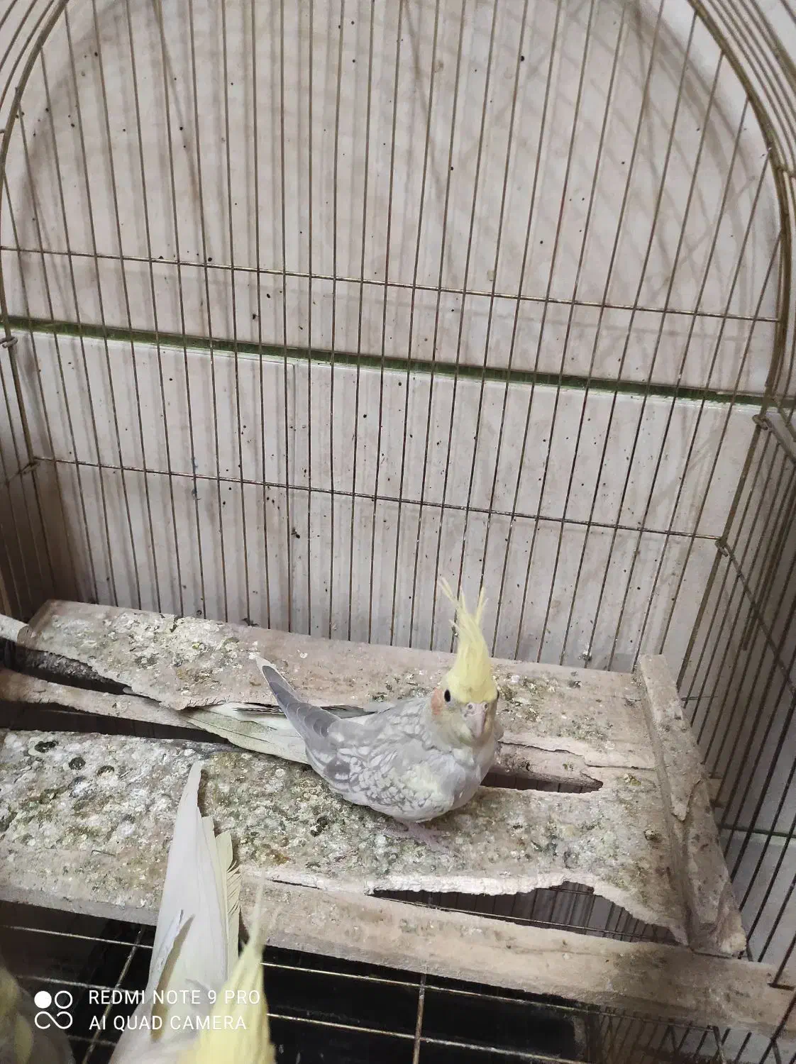 یک جفت عروس هلندی به همراه جوجه دان خور|پرنده|الوند, |دیوار