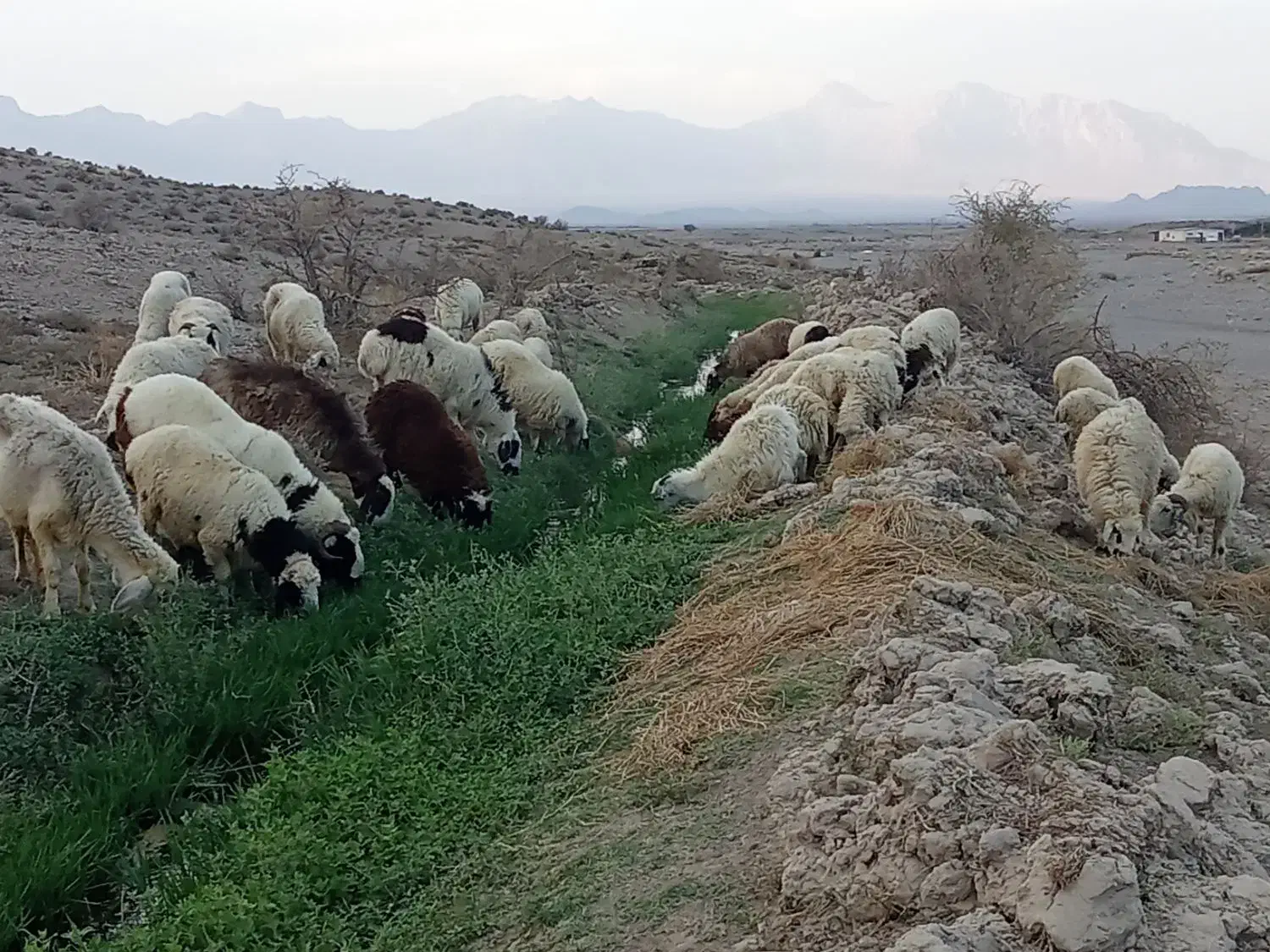 میش همراه بره|حیوانات مزرعه|بافت, |دیوار
