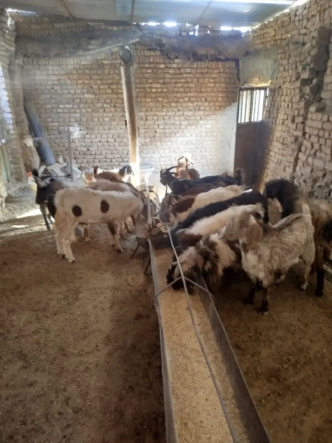 مایل به معاوضه نیستم|حیوانات مزرعه|رشتخوار, |دیوار