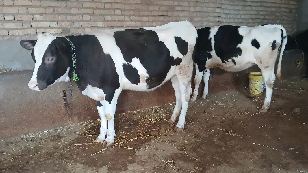 تریسه آبستن|حیوانات مزرعه|بجنورد, |دیوار