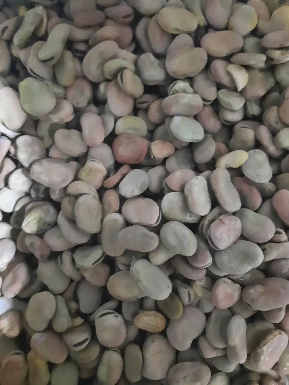 باقله بزری شاخ بزی درجه یک یک|خدمات باغبانی و درختکاری|خرمآباد, |دیوار