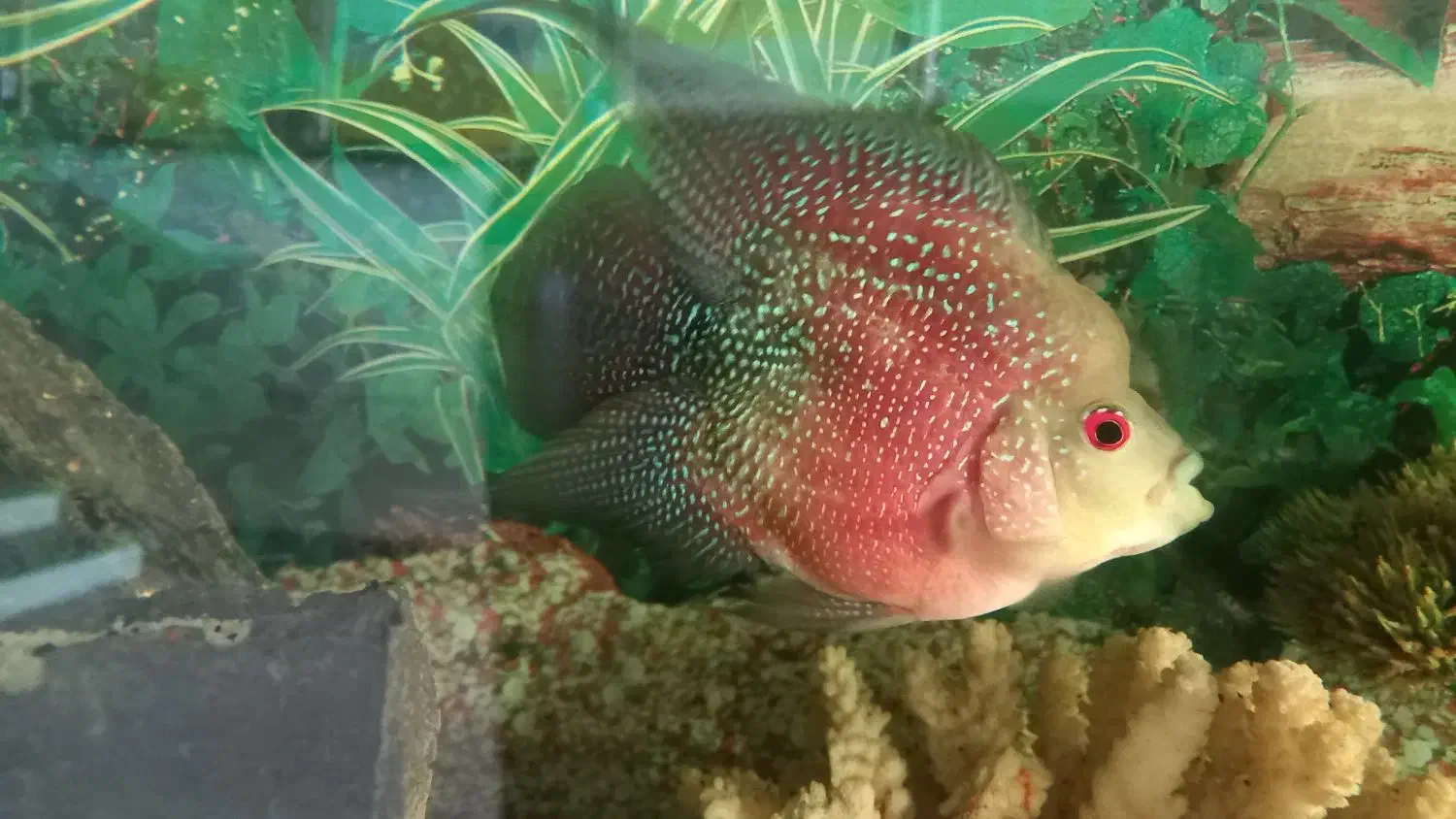 فلاور نر جوون و کار داده|ماهی|خمینیشهر, |دیوار