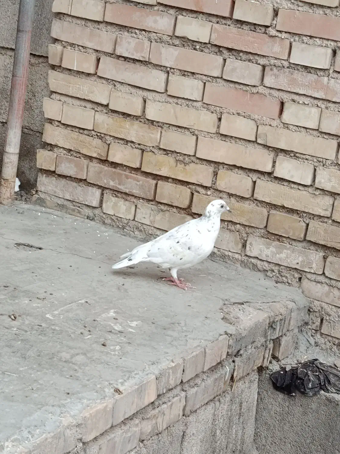 کبوتر|پرنده|دزفول, |دیوار