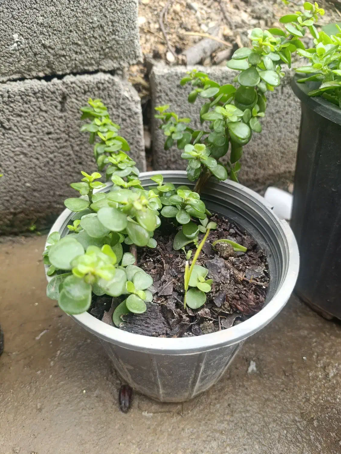 انواع گل|گل و گیاه طبیعی|آزادشهر, |دیوار