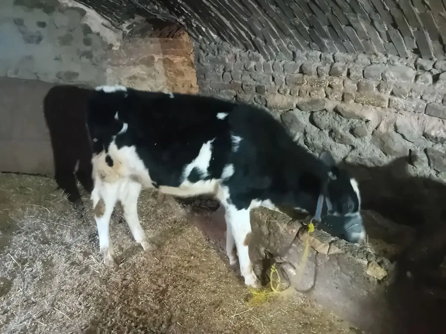 گاوشیری ۶ماه آبستن همراه با گوساله نر ۹ماهه|حیوانات مزرعه|ازنا, |دیوار