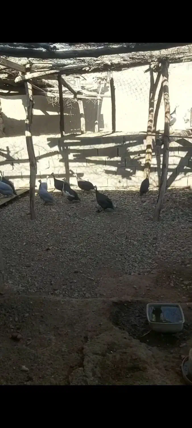 مرغ شاخدار هندی|حیوانات مزرعه|لامرد, |دیوار